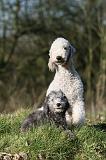 BEDLINGTON TERRIER 239